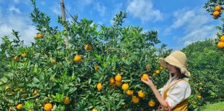 Đất trồng cây lâu năm có được chuyển nhượng không