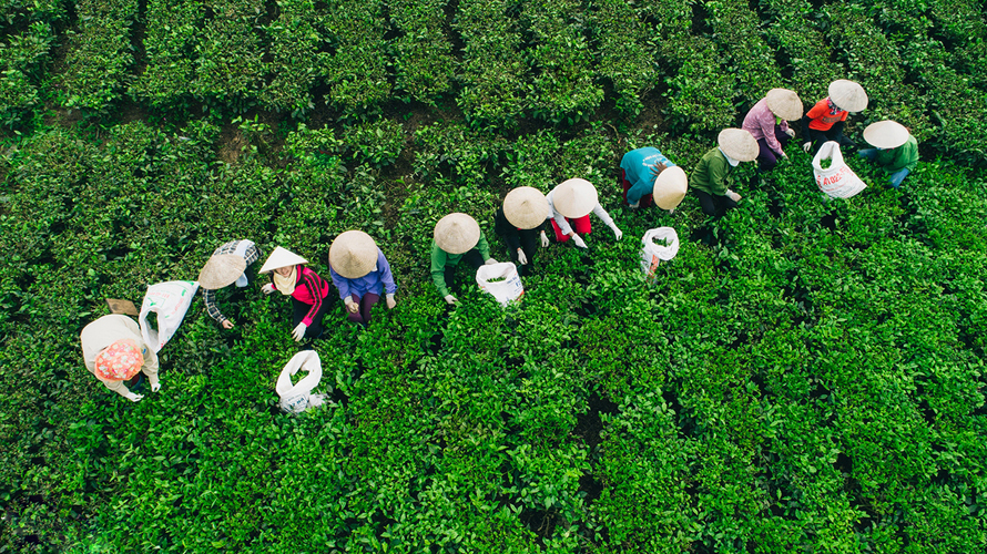 Đất trồng cây lâu năm là gì