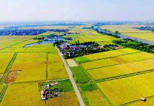 điều kiện chuyển nhượng đất nông nghiệp