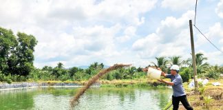 Đất ao thuộc loại đất gì