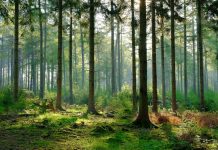 Đất lâm nghiệp có được chuyển nhượng không? Đất lâm nghiệp