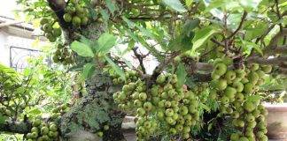 Có nên trồng cây sung trước nhà