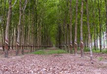 Mua đất trồng cây lâu năm chuyển đổi thành thổ cư