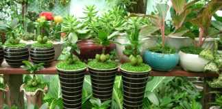 Có nên để cây thần tài trong nhà