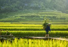 1 công đất bao nhiêu mét vuông 1 công đất bao nhiêu mét vuông