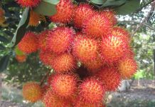 Đất trồng cây lâu năm có được thế chấp? Đất trồng cây lâu năm có được thế chấp