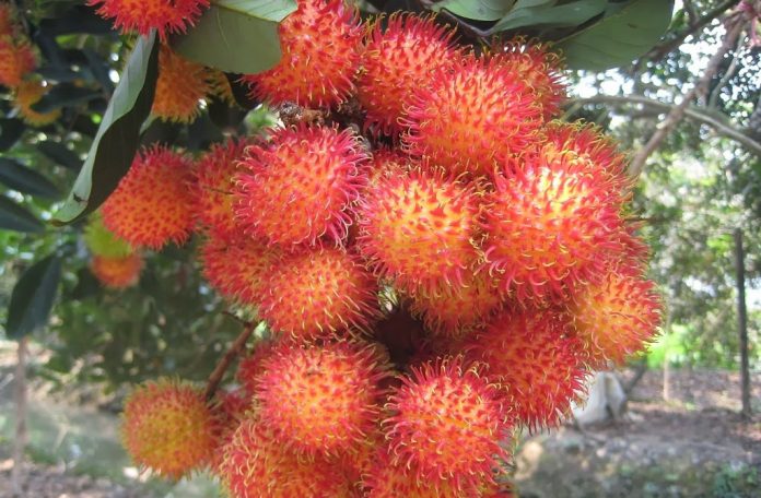 Đất trồng cây lâu năm có được thế chấp Đất trồng cây lâu năm có được thế chấp