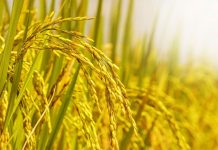 Khái niệm đất nông nghiệp là gì