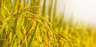 Khái niệm đất nông nghiệp là gì