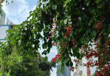 Đất nền dự án Phú Nhuận